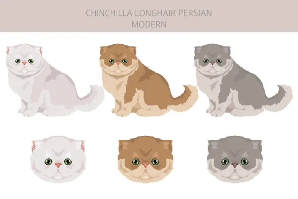 stock vector Chinchilla Persian Longhair Modern Cat clipart. All coat colors set.  All cat breeds characteristics infographic. Vector illustration