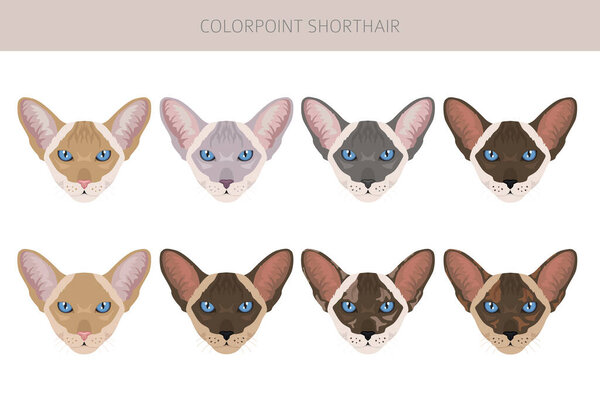 Colorpoint shorthair Cat clipart. All coat colors set.  All cat breeds characteristics infographic. Vector illustration