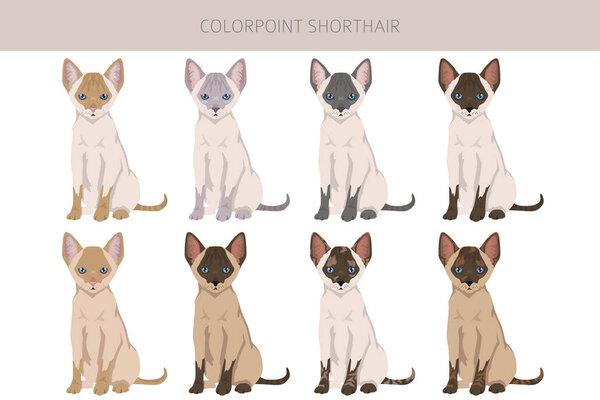 Colorpoint shorthair Cat clipart. All coat colors set.  All cat breeds characteristics infographic. Vector illustration