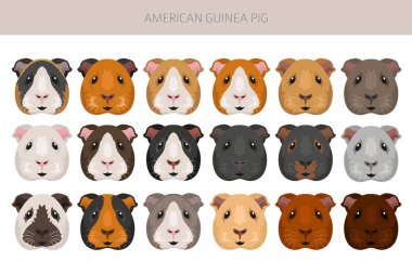 Amerikan Gine domuzu tırmanışı. Tüm ceket rengi mağaralar ayarlandı. Küçük Evcil Kemirgenler. Vektör illüstrasyonu