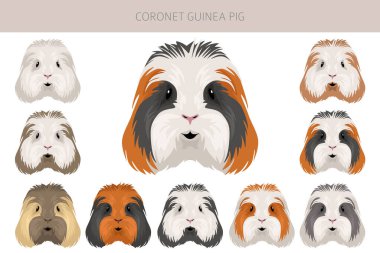 Coronet Gine domuzu tırmanışı. Tüm ceket rengi mağaralar ayarlandı. Küçük Evcil Kemirgenler. Vektör illüstrasyonu