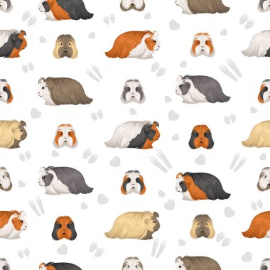 Koronet kobayı kusursuz desen. Tüm ceket rengi mağaralar ayarlandı. Küçük Evcil Kemirgenler. Vektör illüstrasyonu