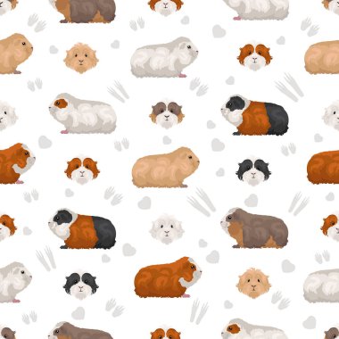 Merino Guinea pig seamless pattern. All coat colors cavies set. Small Pet Rodents. Vector illustration clipart