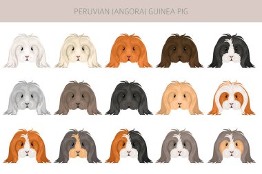 Peru Gine domuzu, Angora Cavy clipart. Tüm ceket rengi mağaralar ayarlandı. Küçük Evcil Kemirgenler. Vektör illüstrasyonu