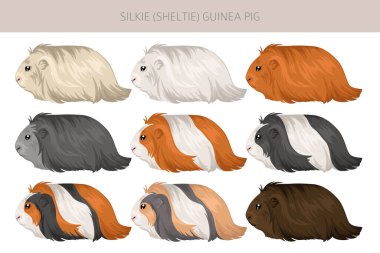 Silkie Gine domuzu tırmanışı. Sheltie Cavy. Tüm ceket rengi mağaralar ayarlandı. Küçük Evcil Kemirgenler. Vektör illüstrasyonu