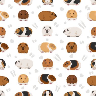 Teddy Guinea pig seamless pattern. All coat colors cavies set. Small Pet Rodents. Vector illustration clipart