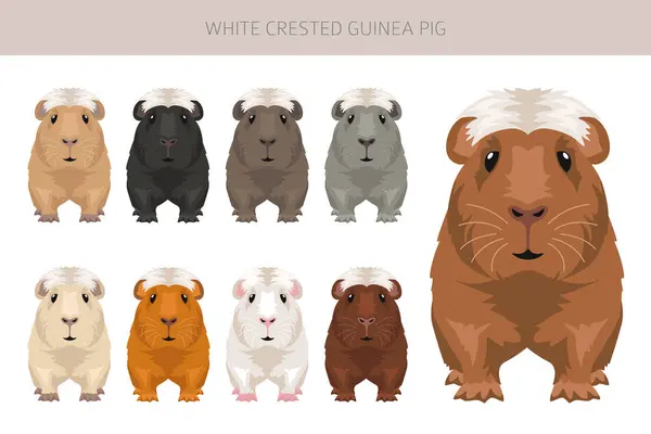 stock vector White Crested Guinea pig clipart. All coat colors cavies set. Small Pet Rodents. Vector illustration