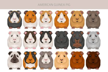 American Guinea pig clipart. All coat colors cavies set. Small Pet Rodents. Vector illustration clipart