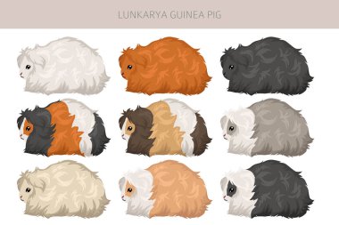 Lunkarya Gine domuzu tırmanışı. Tüm ceket rengi mağaralar ayarlandı. Küçük Evcil Kemirgenler. Vektör illüstrasyonu
