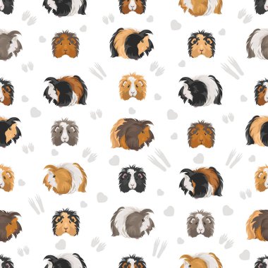 Sheba Guinea pig seamless pattern. Sheba Mini Yak. All coat colors cavies set. Small Pet Rodents. Vector illustration clipart