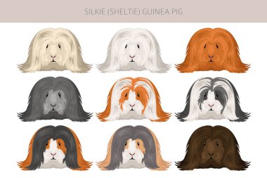 Silkie Gine domuzu tırmanışı. Sheltie Cavy. Tüm ceket rengi mağaralar ayarlandı. Küçük Evcil Kemirgenler. Vektör illüstrasyonu