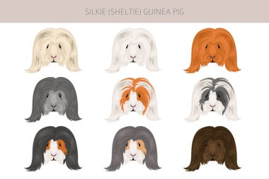 Silkie Gine domuzu tırmanışı. Sheltie Cavy. Tüm ceket rengi mağaralar ayarlandı. Küçük Evcil Kemirgenler. Vektör illüstrasyonu
