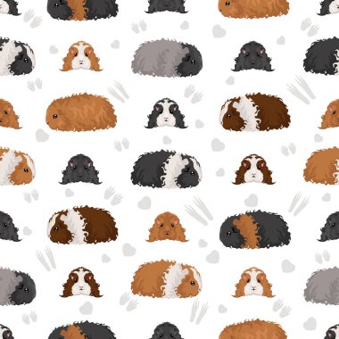 Texel Gine domuzu kusursuz desen. Tüm ceket rengi mağaralar ayarlandı. Küçük Evcil Kemirgenler. Vektör illüstrasyonu