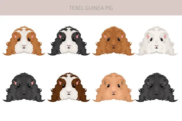 stock vector Texel Guinea pig clipart. All coat colors cavies set. Small Pet Rodents. Vector illustration