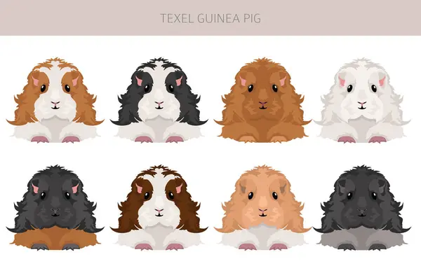 Stock vector Texel Guinea pig clipart. All coat colors cavies set. Small Pet Rodents. Vector illustration