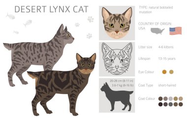 Desert Lynx Kedisi Klibi. Tüm ceket renkleri ayarlandı. Tüm kediler karakteristik bilgi kaynaklarına sahiptir. Vektör illüstrasyonu