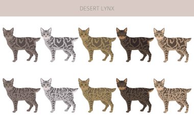 Desert Lynx Kedisi Klibi. Tüm ceket renkleri ayarlandı. Tüm kediler karakteristik bilgi kaynaklarına sahiptir. Vektör illüstrasyonu