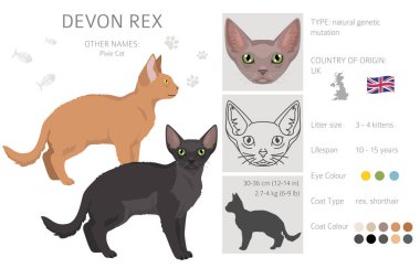 Devon Rex Kedi tırmanışı. Tüm ceket renkleri ayarlandı. Tüm kediler karakteristik bilgi kaynaklarına sahiptir. Vektör illüstrasyonu