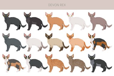 Devon Rex Kedi tırmanışı. Tüm ceket renkleri ayarlandı. Tüm kediler karakteristik bilgi kaynaklarına sahiptir. Vektör illüstrasyonu