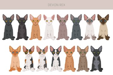 Devon Rex Kedi tırmanışı. Tüm ceket renkleri ayarlandı. Tüm kediler karakteristik bilgi kaynaklarına sahiptir. Vektör illüstrasyonu