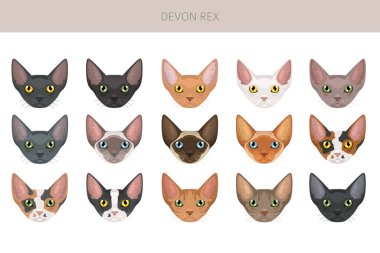 Devon Rex Kedi tırmanışı. Tüm ceket renkleri ayarlandı. Tüm kediler karakteristik bilgi kaynaklarına sahiptir. Vektör illüstrasyonu