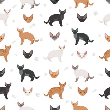 Devon Rex Cat seamless pattern. All coat colors set.  All cat breeds characteristics infographic. Vector illustration clipart