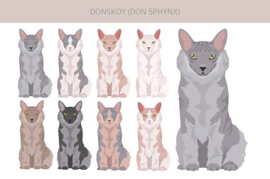 Donskoy, Don Sphynx Kedi klibi. Tüm ceket renkleri ayarlandı. Tüm kediler karakteristik bilgi kaynaklarına sahiptir. Vektör illüstrasyonu