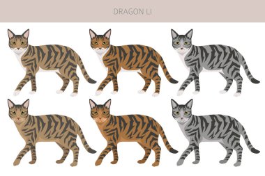 Çin Ejderhası Li Cat klibi. Tüm ceket renkleri ayarlandı. Tüm kediler karakteristik bilgi kaynaklarına sahiptir. Vektör illüstrasyonu
