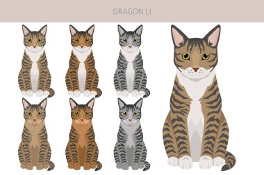 Çin Ejderhası Li Cat klibi. Tüm ceket renkleri ayarlandı. Tüm kediler karakteristik bilgi kaynaklarına sahiptir. Vektör illüstrasyonu