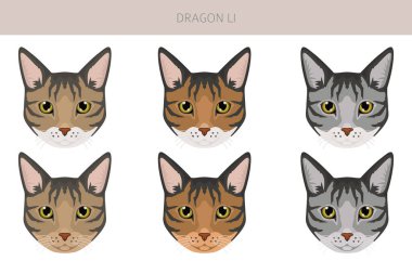 Çin Ejderhası Li Cat klibi. Tüm ceket renkleri ayarlandı. Tüm kediler karakteristik bilgi kaynaklarına sahiptir. Vektör illüstrasyonu