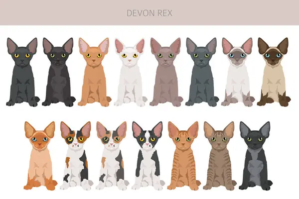 stock vector Devon Rex Cat clipart. All coat colors set.  All cat breeds characteristics infographic. Vector illustration