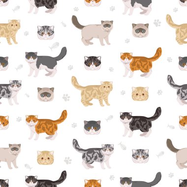 Egzotik Shorthair Cat kusursuz desen. Tüm ceket renkleri ayarlandı. Tüm kediler karakteristik bilgi kaynaklarına sahiptir. Vektör illüstrasyonu
