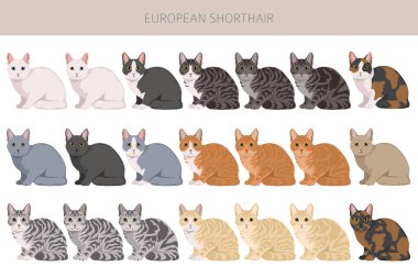Avrupa Shorthair Cat klibi. Tüm ceket renkleri ayarlandı. Tüm kediler karakteristik bilgi kaynaklarına sahiptir. Vektör illüstrasyonu