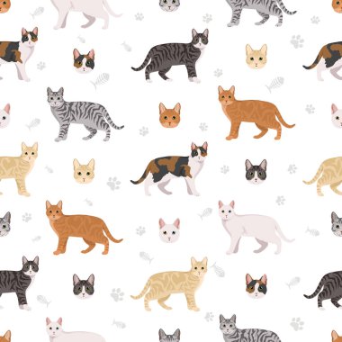 Avrupa Shorthair Cat 'in kusursuz deseni. Tüm ceket renkleri ayarlandı. Tüm kediler karakteristik bilgi kaynaklarına sahiptir. Vektör illüstrasyonu