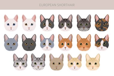 Avrupa Shorthair Cat klibi. Tüm ceket renkleri ayarlandı. Tüm kediler karakteristik bilgi kaynaklarına sahiptir. Vektör illüstrasyonu
