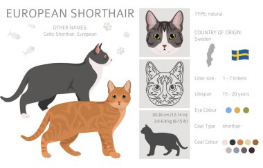 Avrupa Shorthair Cat klibi. Tüm ceket renkleri ayarlandı. Tüm kediler karakteristik bilgi kaynaklarına sahiptir. Vektör illüstrasyonu