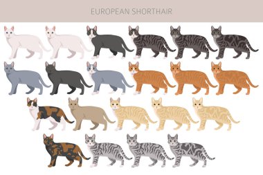 Avrupa Shorthair Cat klibi. Tüm ceket renkleri ayarlandı. Tüm kediler karakteristik bilgi kaynaklarına sahiptir. Vektör illüstrasyonu