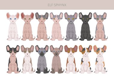 Elf Sphynx Kedi klibi. Tüm ceket renkleri ayarlandı. Tüm kediler karakteristik bilgi kaynaklarına sahiptir. Vektör illüstrasyonu