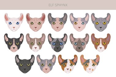 Elf Sphynx Kedi klibi. Tüm ceket renkleri ayarlandı. Tüm kediler karakteristik bilgi kaynaklarına sahiptir. Vektör illüstrasyonu