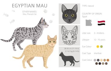 Mısırlı Mau Cat klipsi. Tüm ceket renkleri ayarlandı. Tüm kediler karakteristik bilgi kaynaklarına sahiptir. Vektör illüstrasyonu