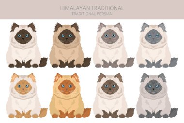 Himalaya Pers Kedileri Klibi. Geleneksel tip. Tüm ceket renkleri ayarlandı. Tüm kediler karakteristik bilgi kaynaklarına sahiptir. Vektör illüstrasyonu