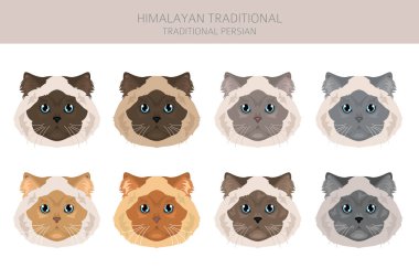 Himalayan Persian Cat clipart. Traditional type. All coat colors set.  All cat breeds characteristics infographic. Vector illustration clipart