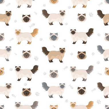 Himalaya Pers Kedisi pürüzsüz desen. Geleneksel tip. Tüm ceket renkleri ayarlandı. Tüm kediler karakteristik bilgi kaynaklarına sahiptir. Vektör illüstrasyonu