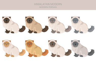 Himalaya Pers Kedileri Klibi. Modern tip. Tüm ceket renkleri ayarlandı. Tüm kediler karakteristik bilgi kaynaklarına sahiptir. Vektör illüstrasyonu