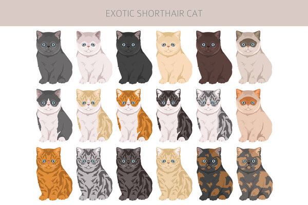 Exotic Shorthair Cat clipart. All coat colors set.  All cat breeds characteristics infographic. Vector illustration