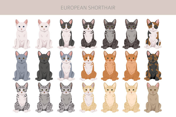 European Shorthair Cat clipart. All coat colors set.  All cat breeds characteristics infographic. Vector illustration
