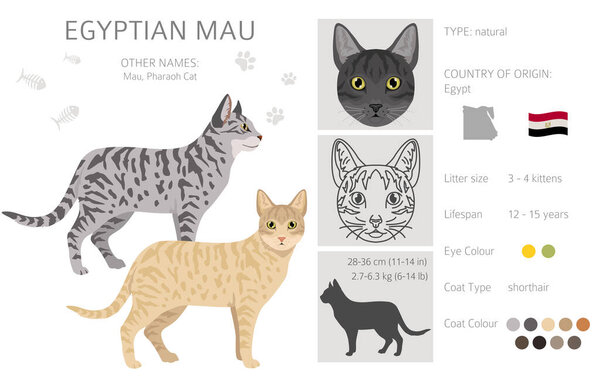 Egyptian Mau Cat clipart. All coat colors set.  All cat breeds characteristics infographic. Vector illustration