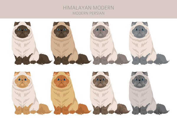 Himalayan Persian Cat clipart. Modern type. All coat colors set.  All cat breeds characteristics infographic. Vector illustration