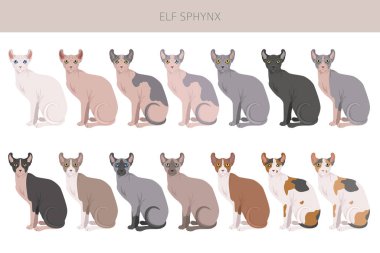 Elf Sphynx Kedi klibi. Tüm ceket renkleri ayarlandı. Tüm kediler karakteristik bilgi kaynaklarına sahiptir. Vektör illüstrasyonu