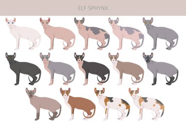 Elf Sphynx Kedi klibi. Tüm ceket renkleri ayarlandı. Tüm kediler karakteristik bilgi kaynaklarına sahiptir. Vektör illüstrasyonu